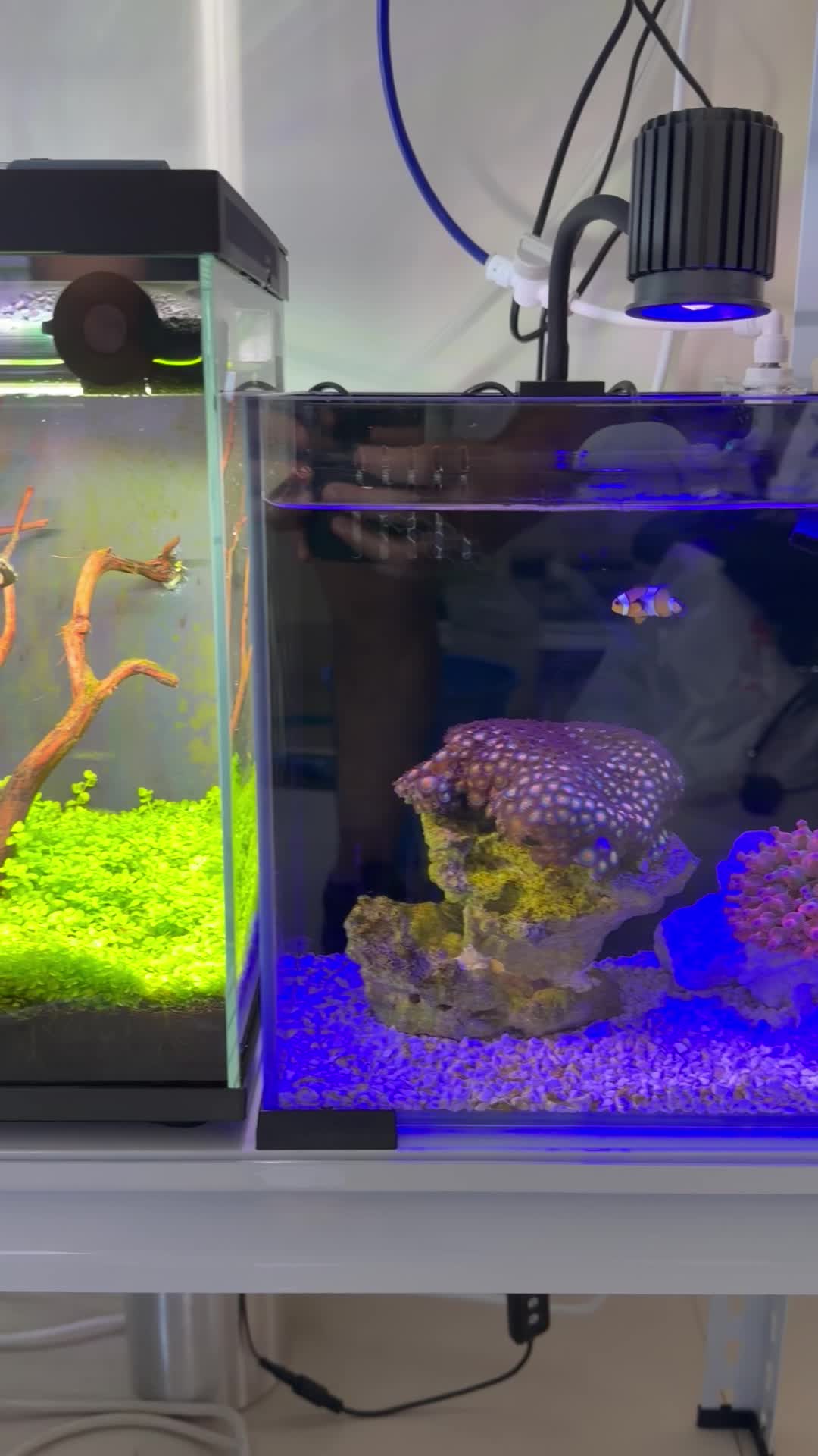 Custom Design Aquarium Tanks - 9
