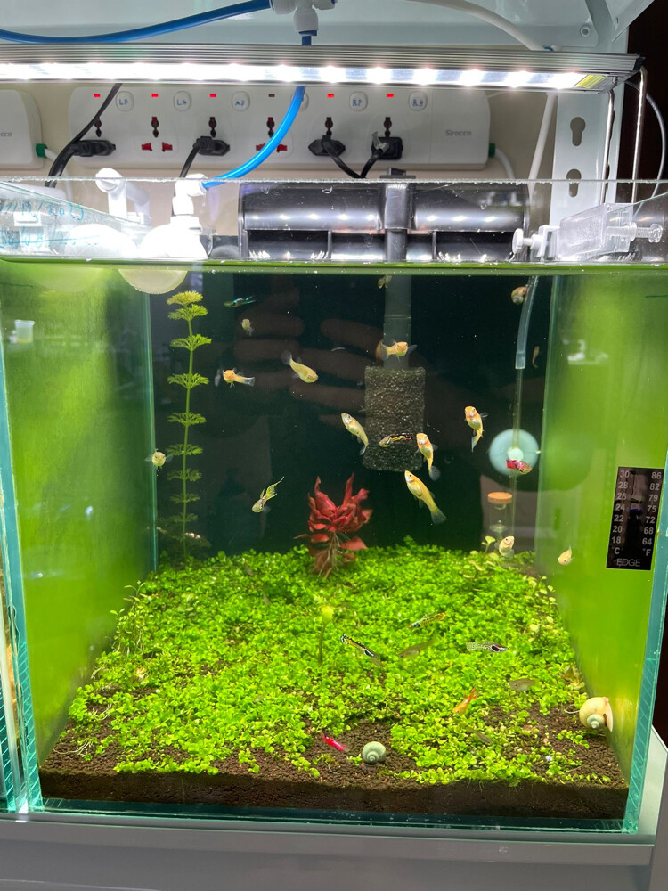 Custom Design Aquarium Tanks - 6
