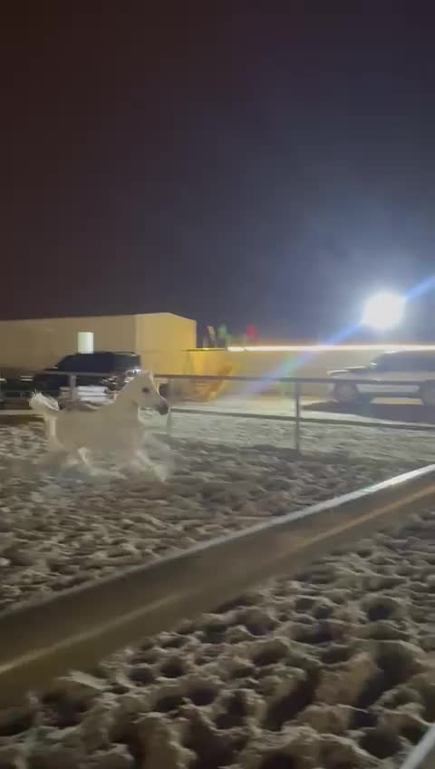 للبيع فرس جمال لها انتاج ٢٠٢٥/١٠ - 3