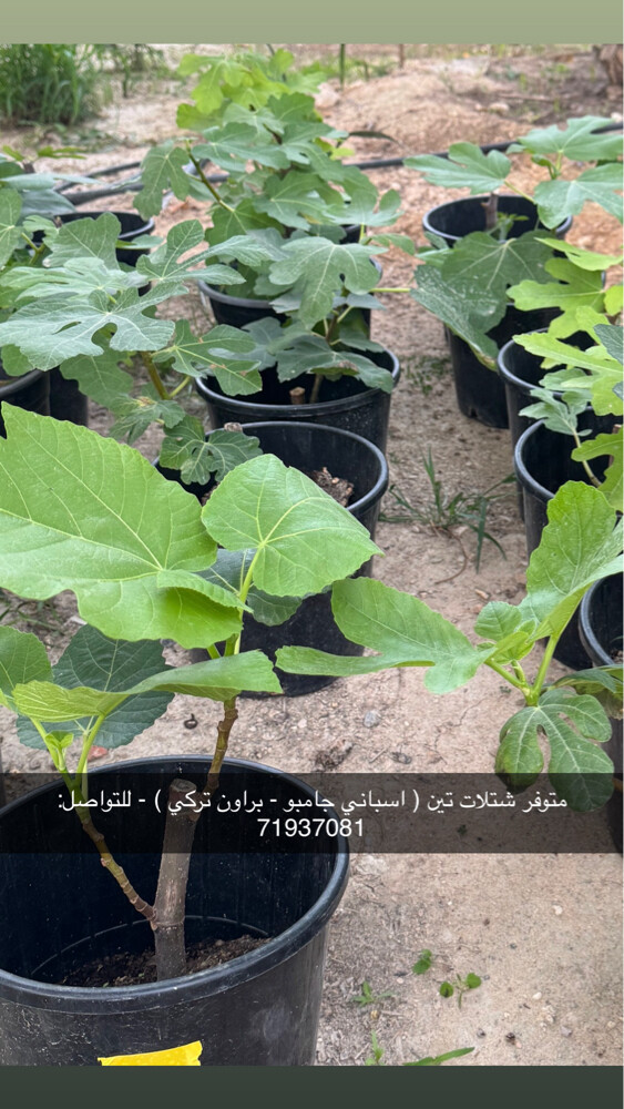fig seedlings - 1