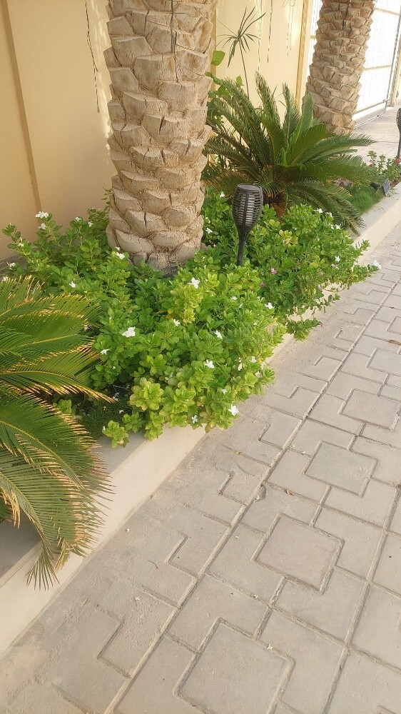 Albalushi - 3