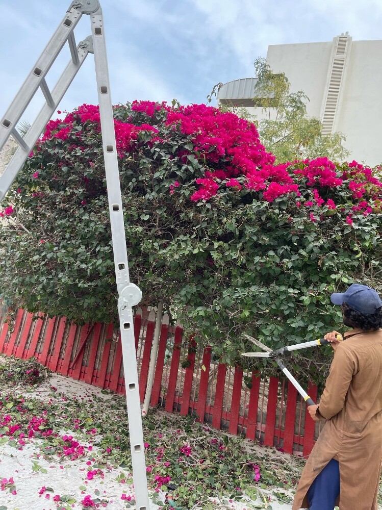 Albalushi - 1