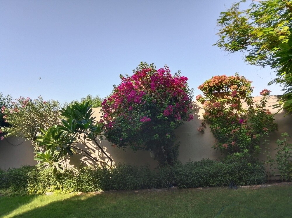 Albalushi - 6