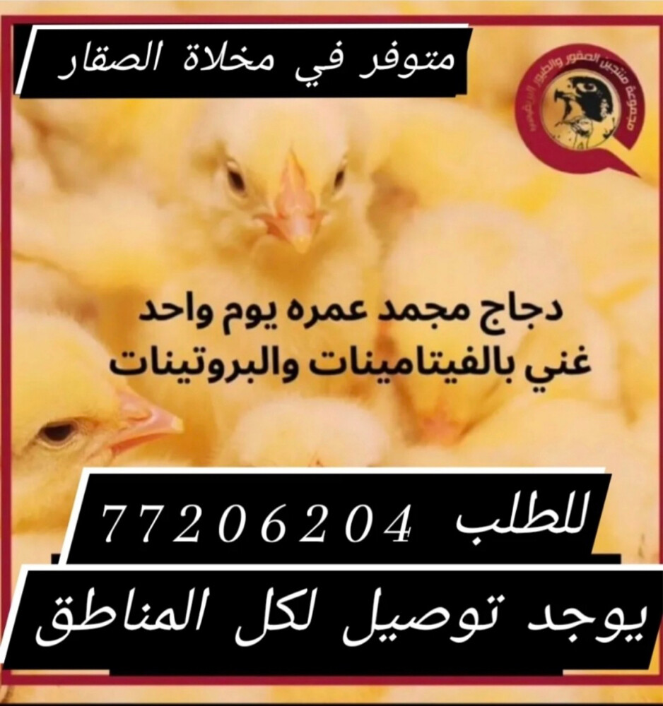 صوص و فري مجمد - 1