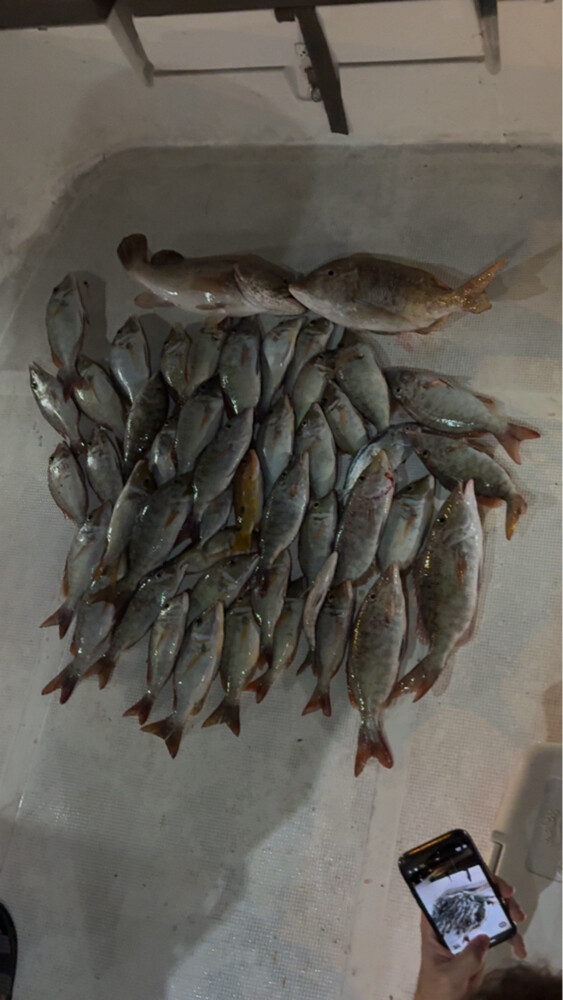 طلعات حداق  - 6