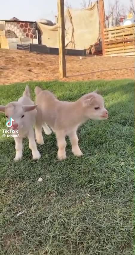 للبيع زكر وأنثى قزم أمريكي 

خالي - 1