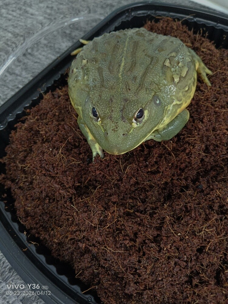 SuhailaThe african giant bullfrog - 1