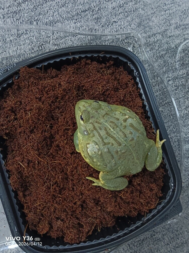 SuhailaThe african giant bullfrog - 2