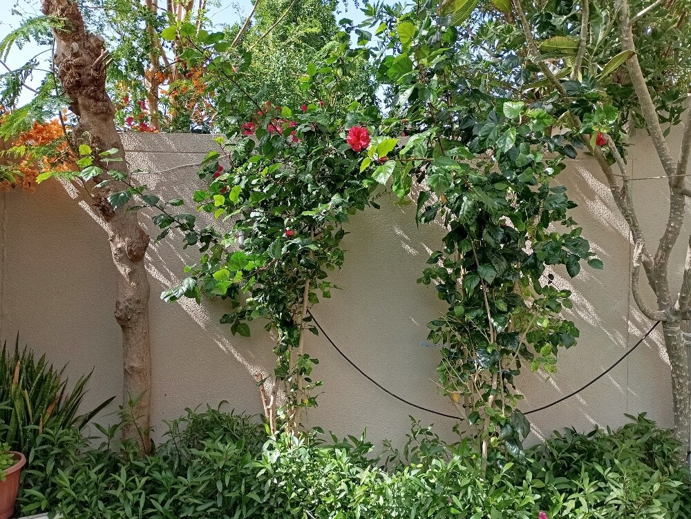 البستاني - 4