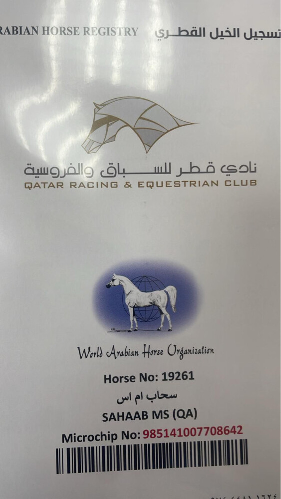 للبيع مهر مصري بيور  - 2