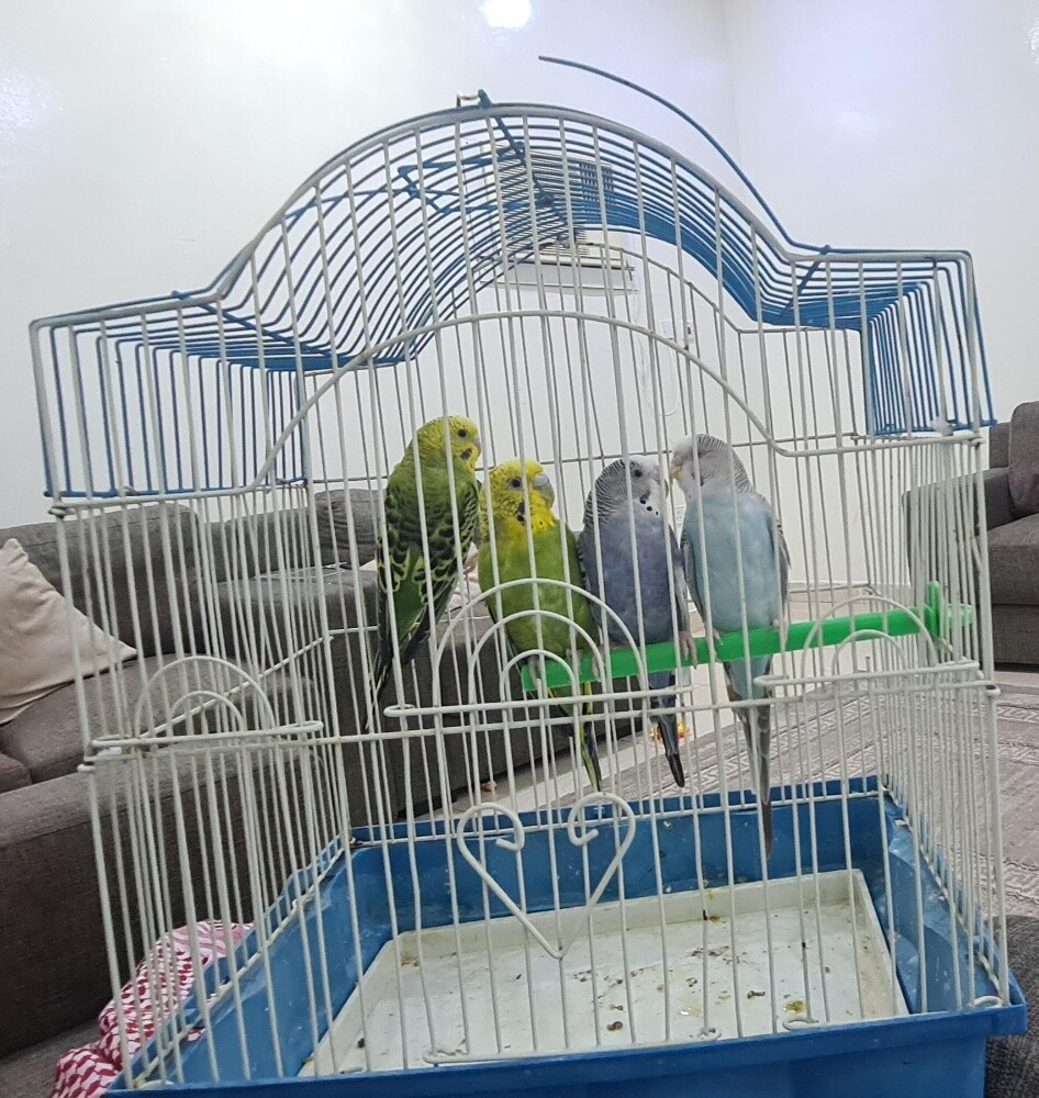 بادجي - 1