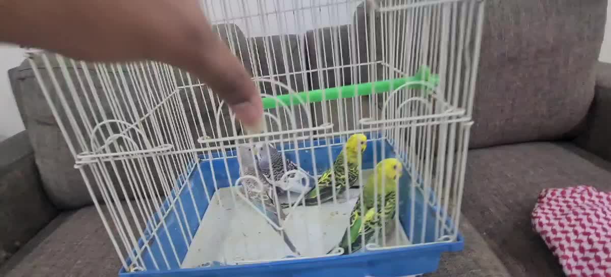 بادجي - 2