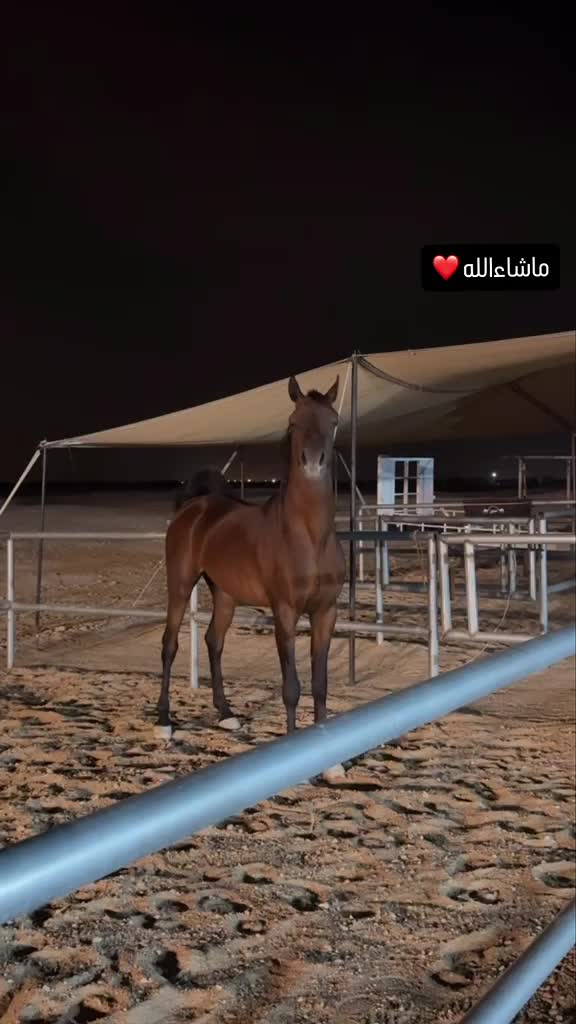 للبيع فحل مصري بدون جواز - 1