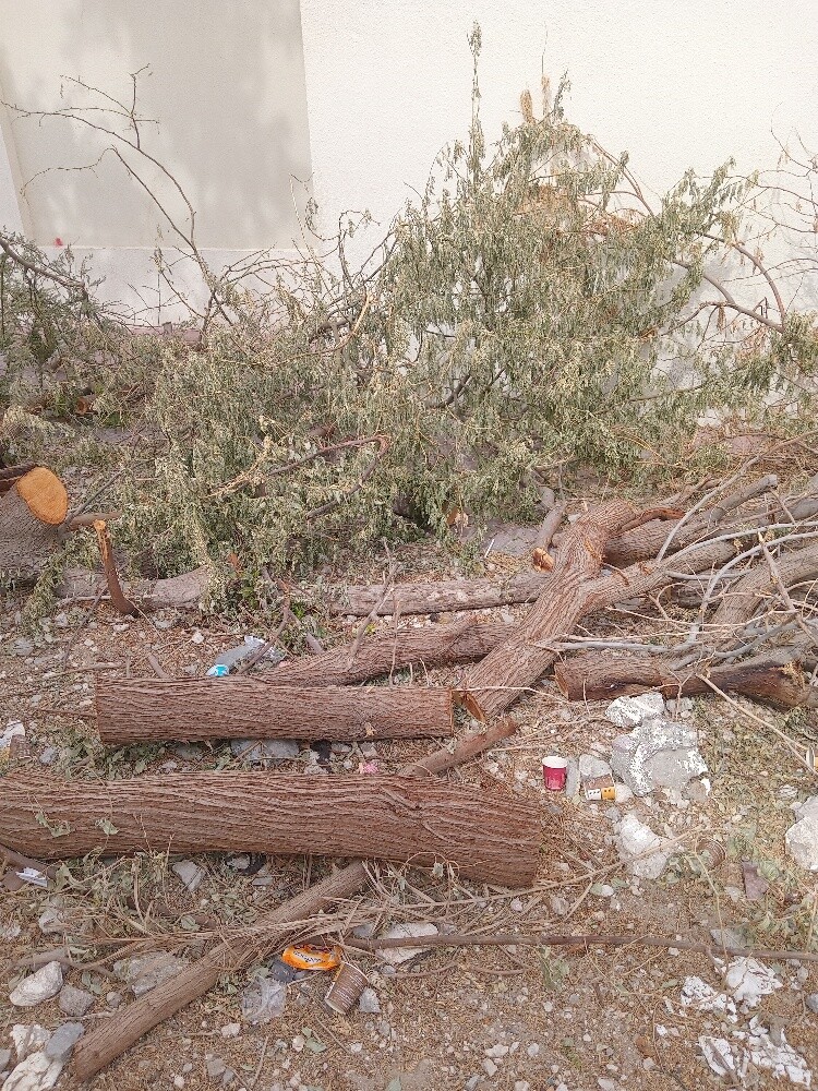 نقوم بتقطيع الأشجار - 1