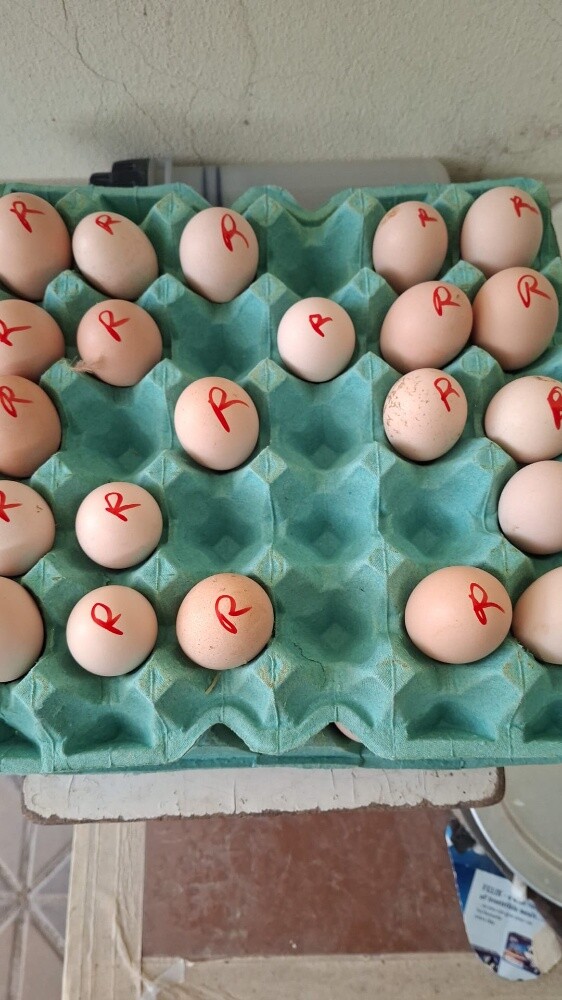 Fertilized chicken eggs for hatch - 2