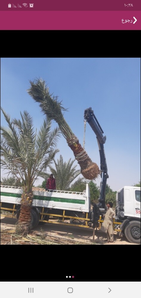 تركيب الانترلوك وزراعة النخيل - 3