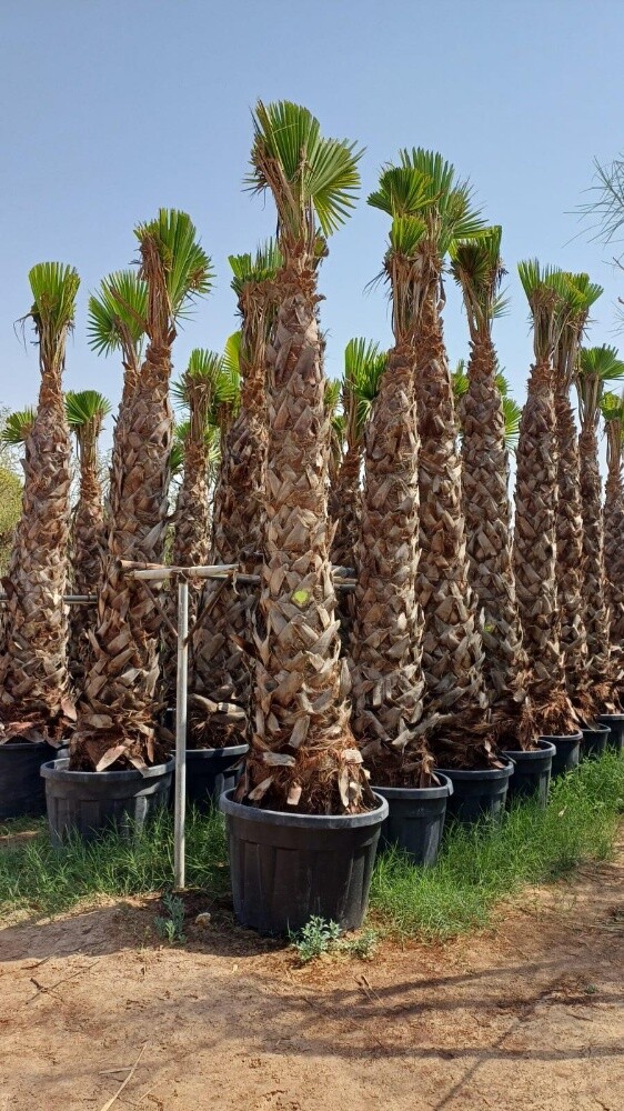 نخيل أمريكي وشنطنيا - 4