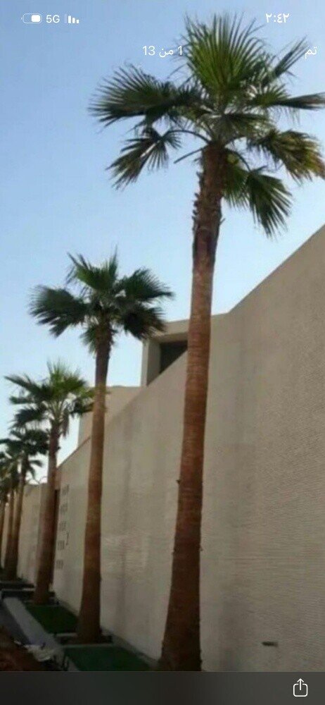 نخيل أمريكي وشنطنيا - 1