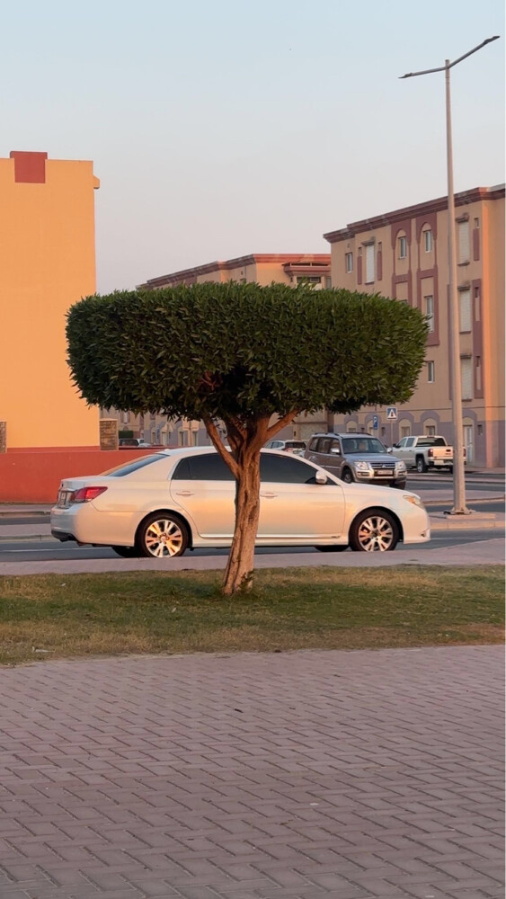 افالون 2011 - 5