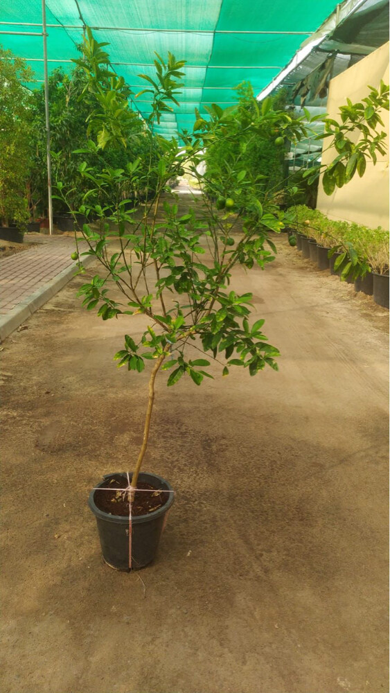 زراعة وتنسيق الحدائق - 3