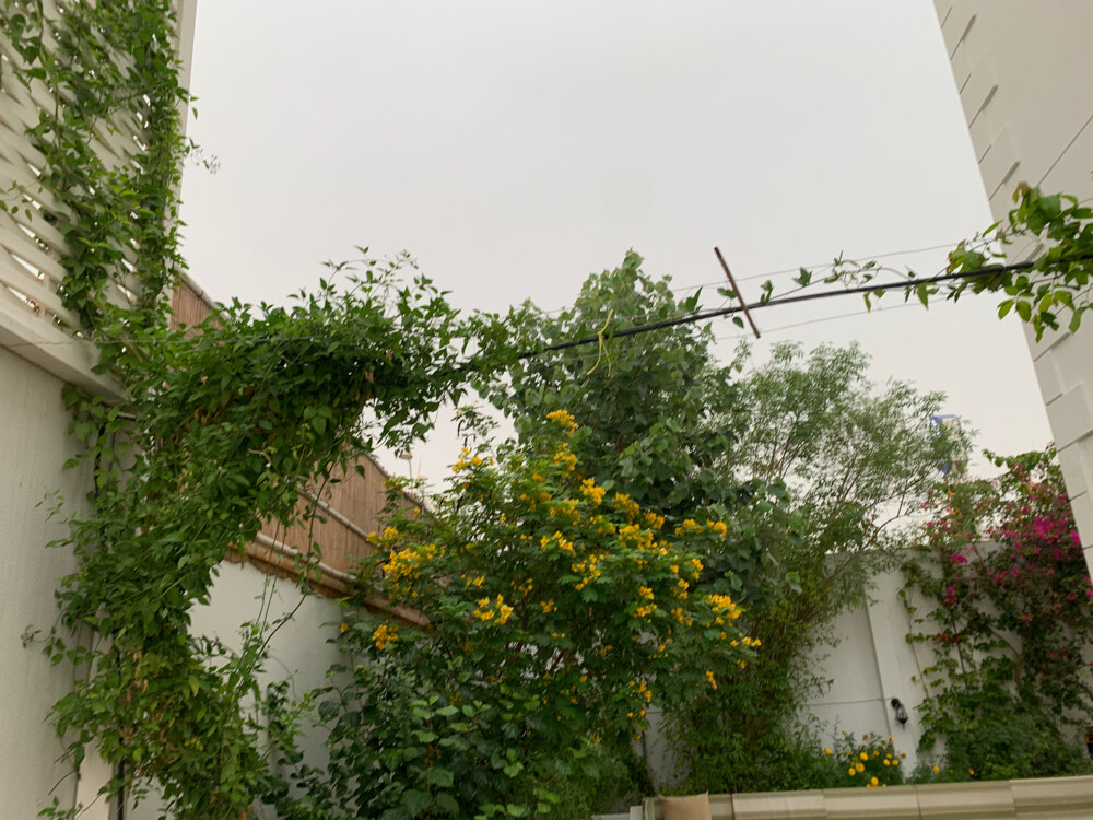 Albaloshi gardener  - 11