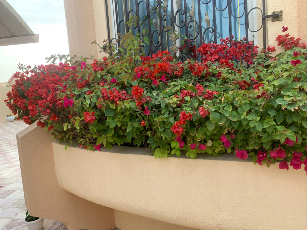 Albaloshi gardener  - 14