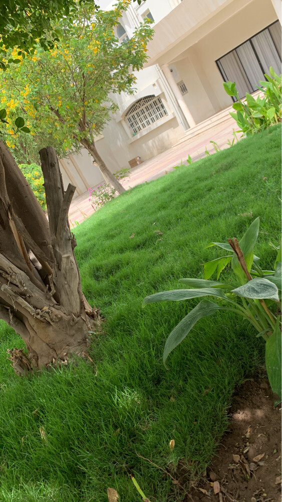 Albaloshi gardener  - 6