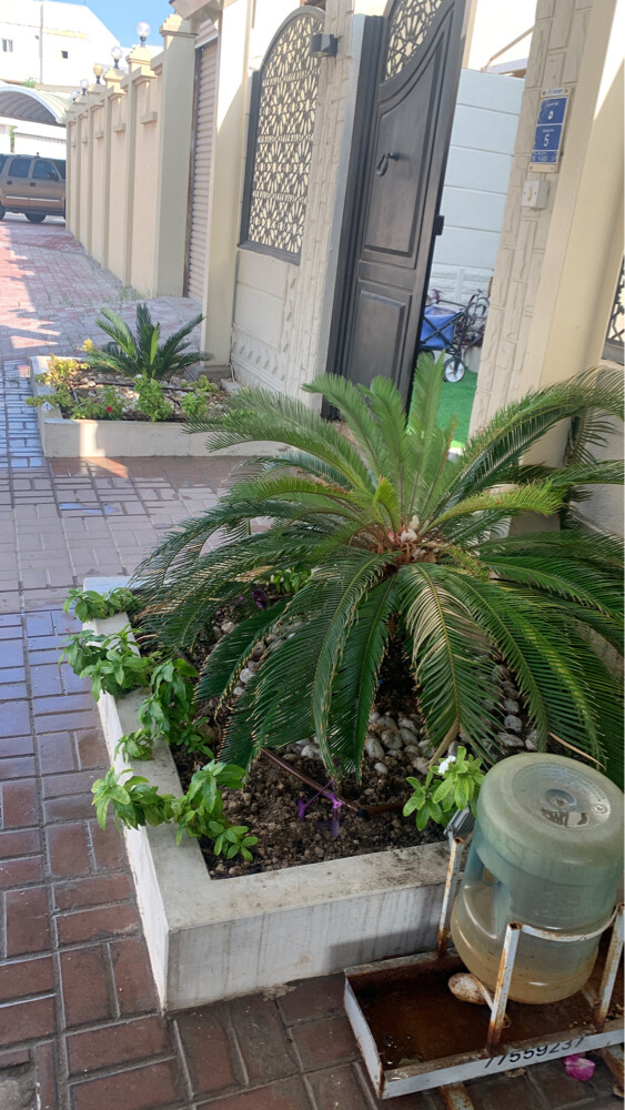 Albaloshi gardener  - 19