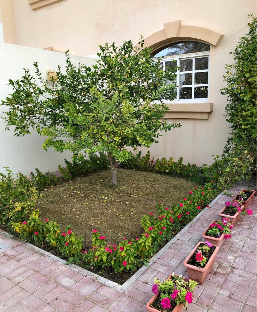 Albaloshi gardener  - 22