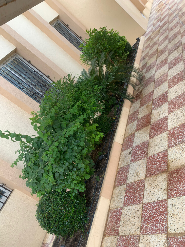 Albaloshi gardener  - 20