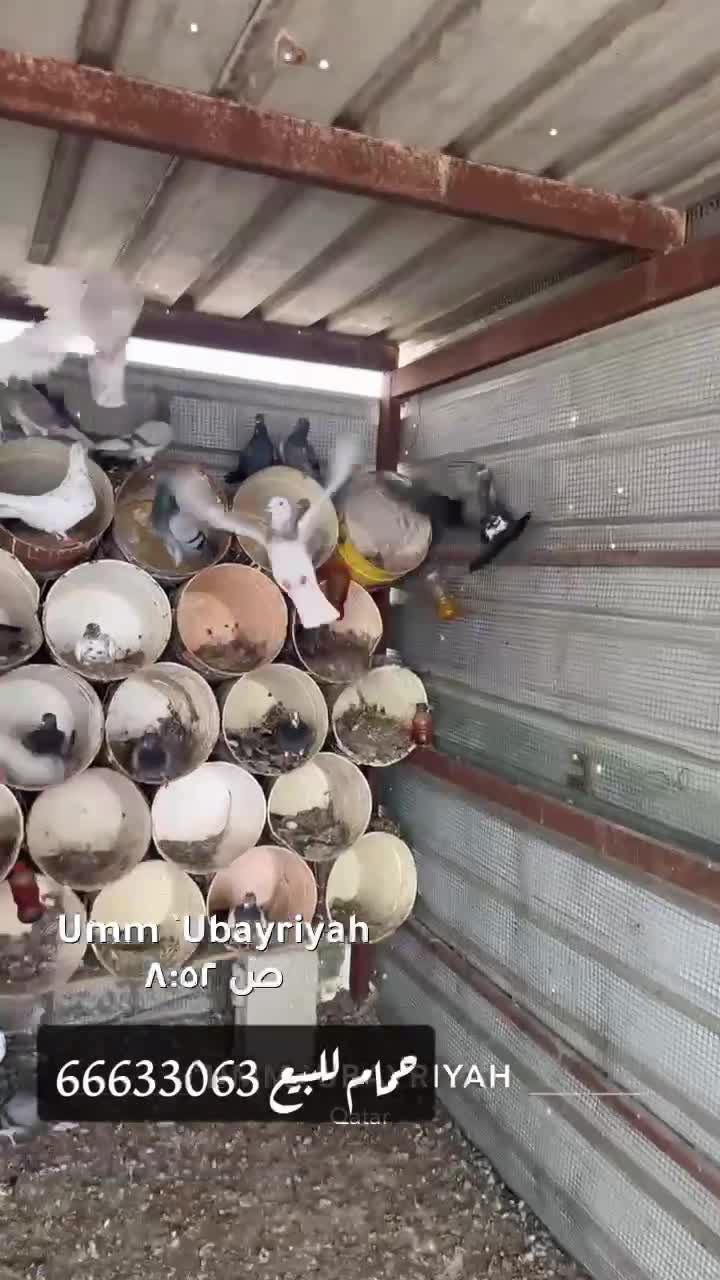 ابومحمد  - 1
