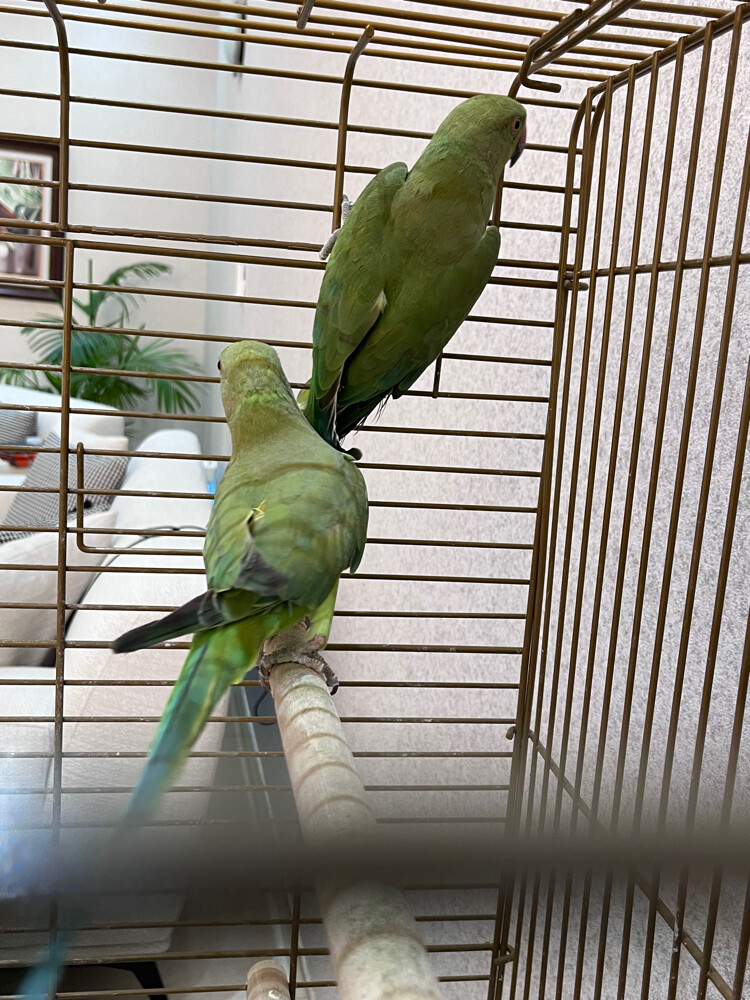 for sale  - 2