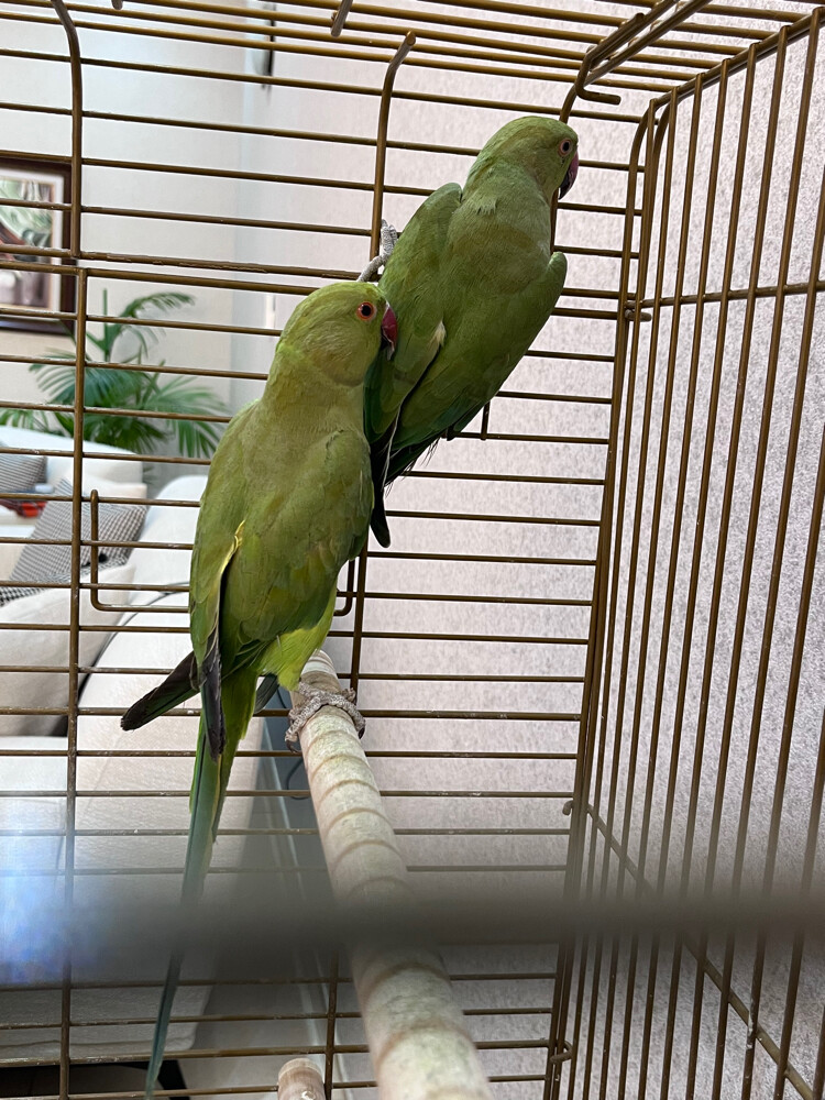 for sale  - 1