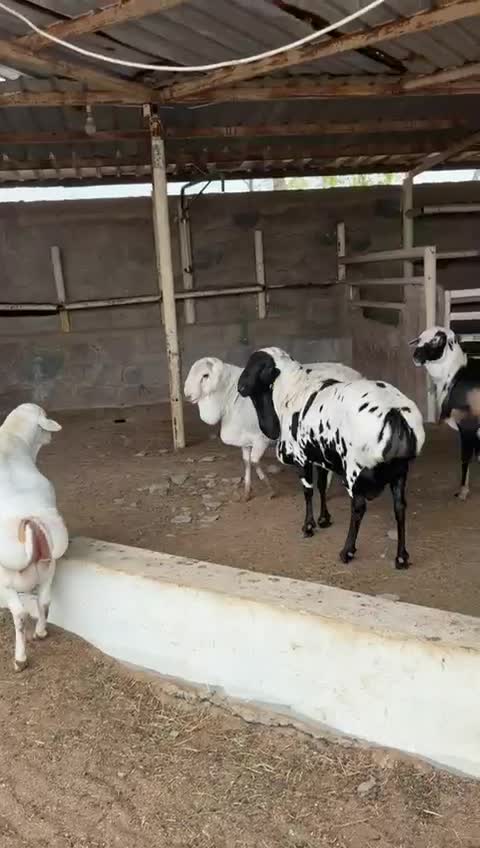 فحول بربر - 1