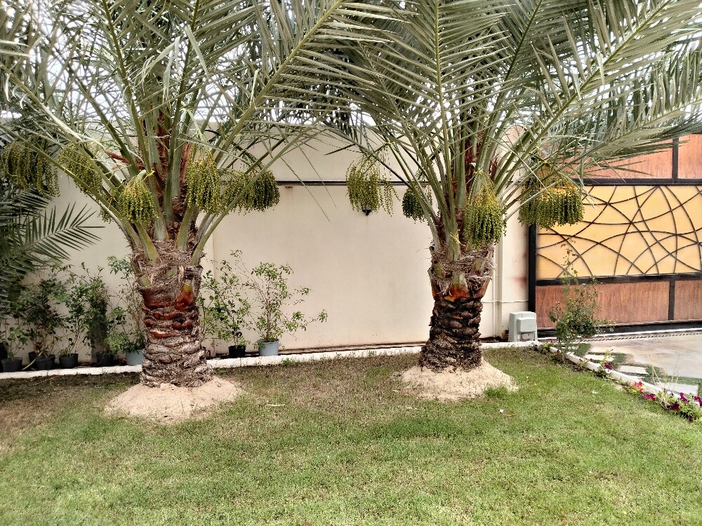النخيل - 2