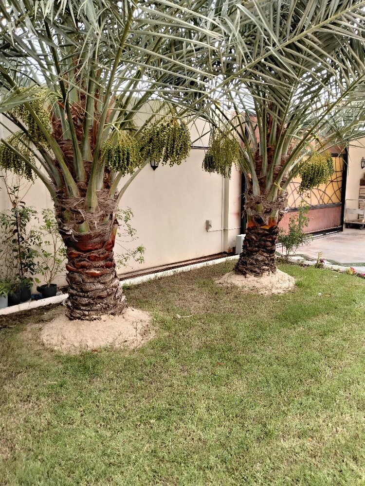 النخيل - 1