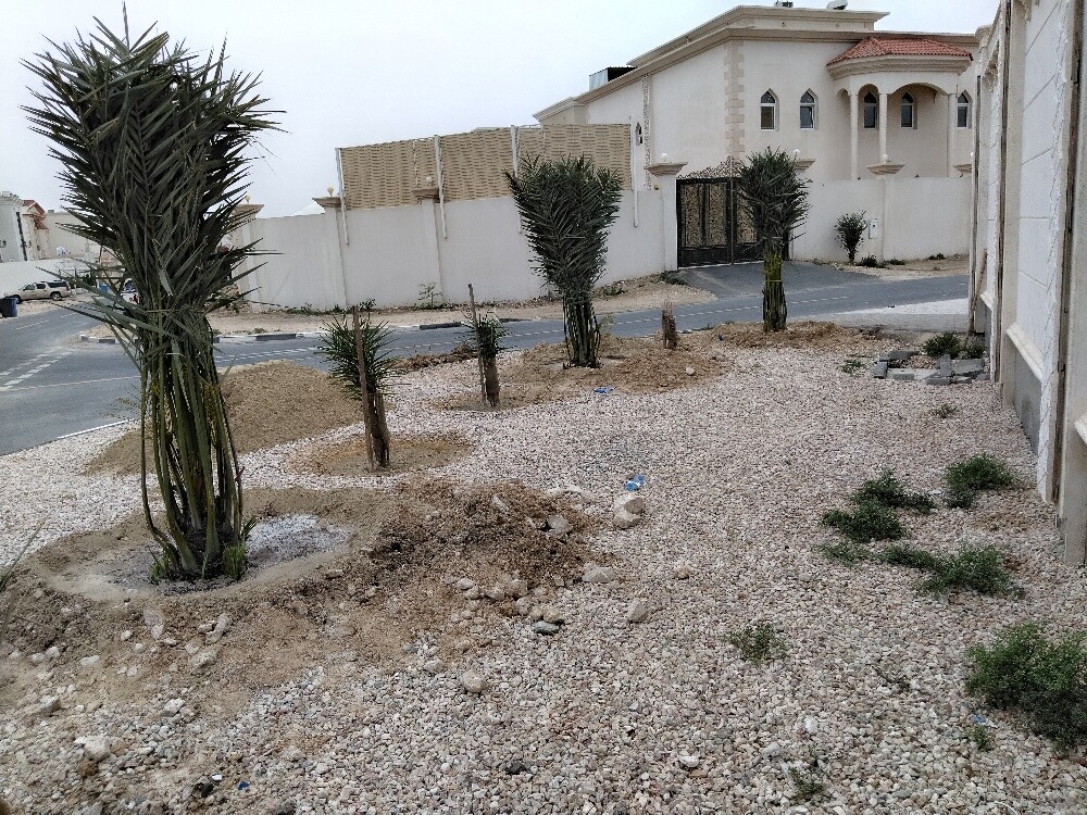 النخيل - 4