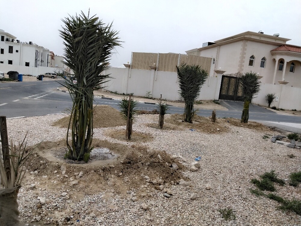 النخيل - 5