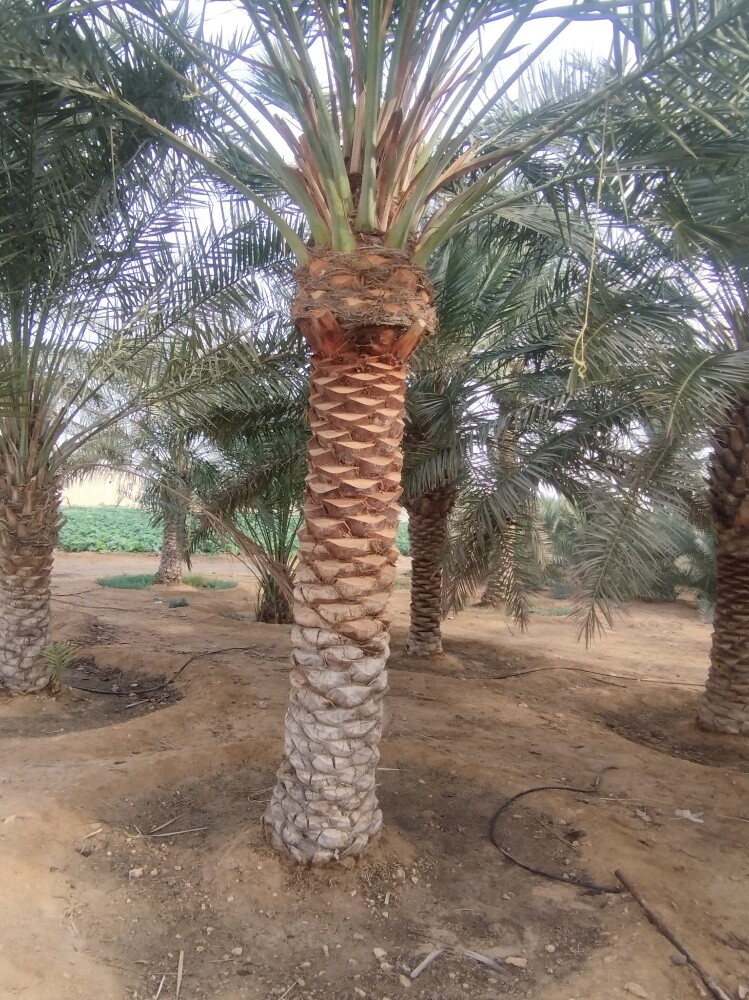 ابو عبدالرحمن - 11