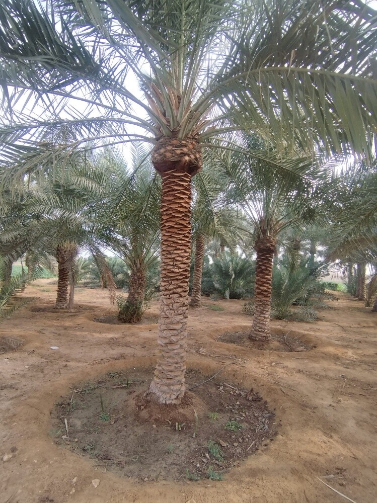 ابو عبدالرحمن - 12