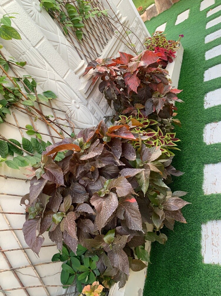 غني البلوشي - 5