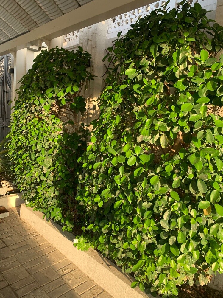 غني البلوشي - 4