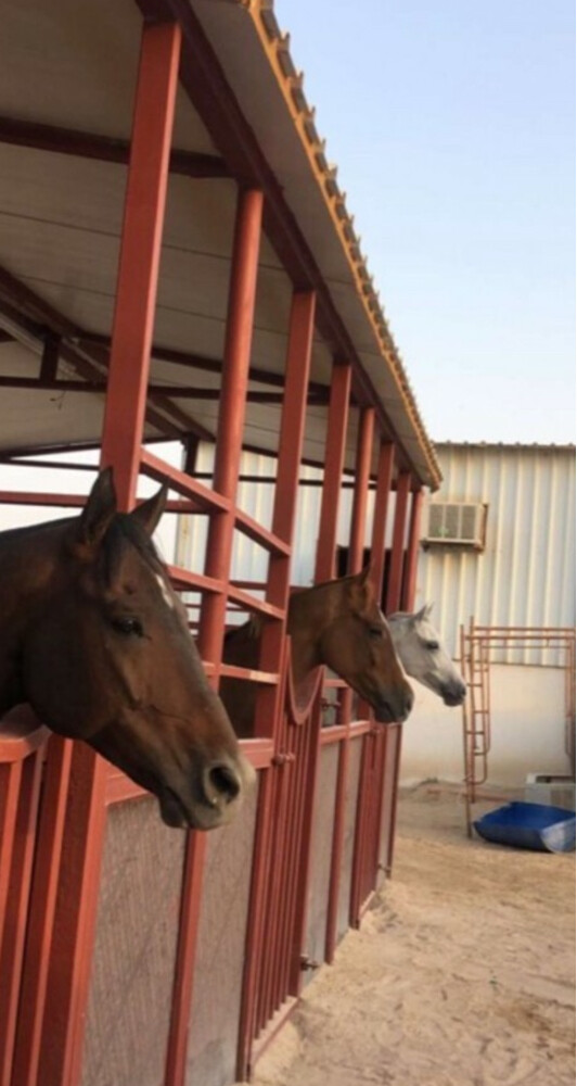 ايواء خيل - 1