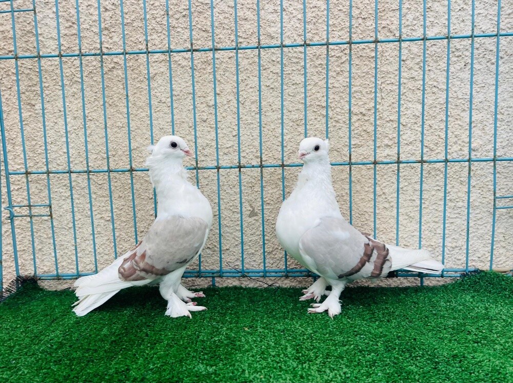 satin breeding pair - 2