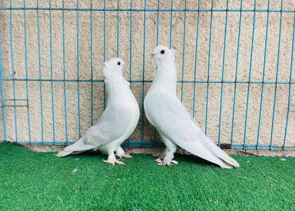 satin breeding pair - 1