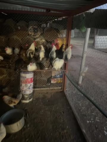 chicken  - 1