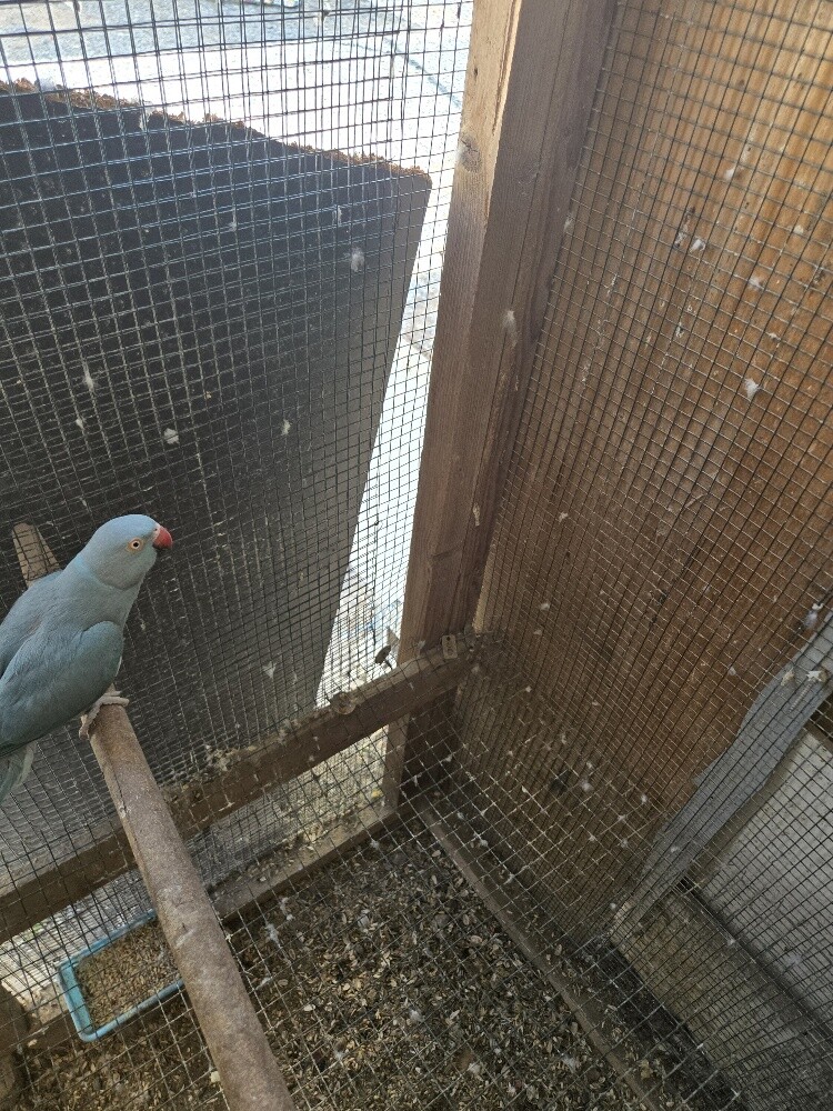indian ring neck breading pair - 1