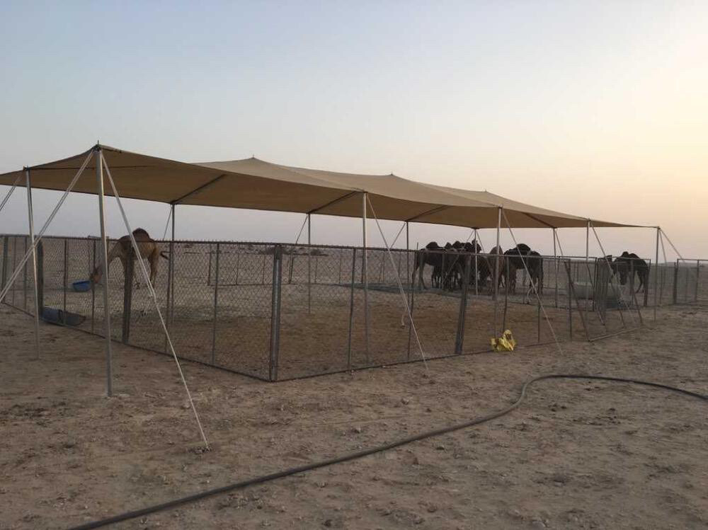 مظلات غنم وأبل للبيع  - 1