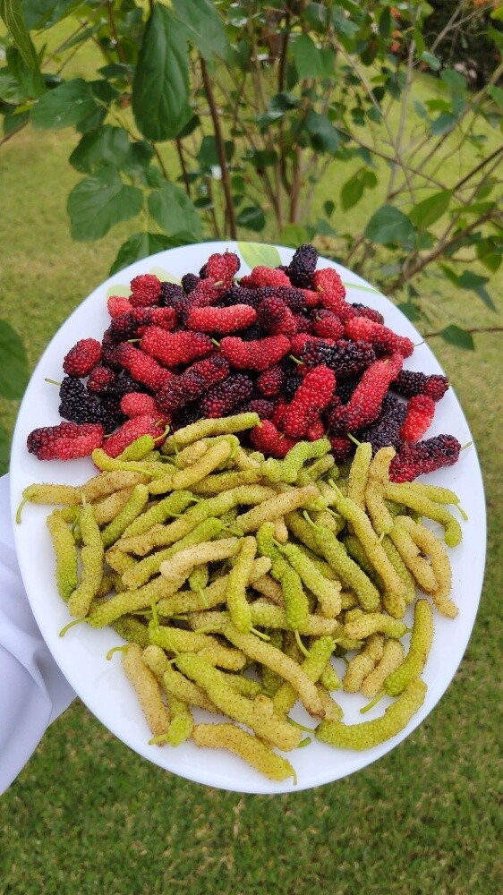 لوز والرطب - 12