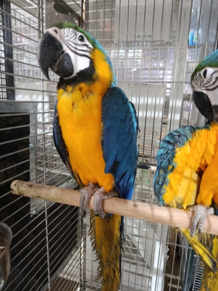 Macaw Blue gold - 1
